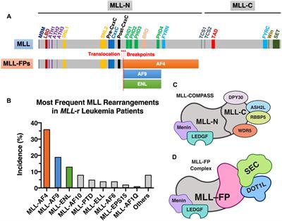 Rewiring the Epigenetic Networks in MLL-Rearranged Leukemias: Epigenetic Dysregulation and Pharmacological Interventions